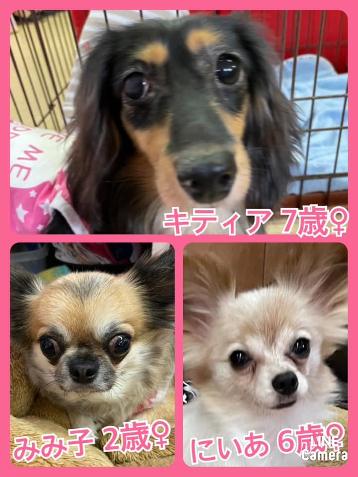 🐾今日の里親様募集中ワンコ🐶メンバーです🐾2021,8,18